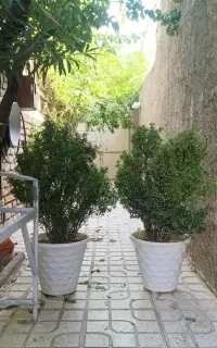 دو عدد شمشاد نعنایی بزرگ