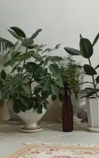 فروش گل