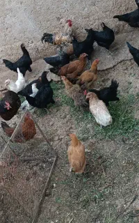 فروش خلنگ جوان تازه تخم گذار ۸۰۰