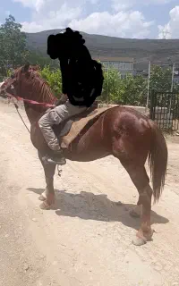 اسب نریان خوش هیکل خوش رنگ
