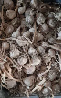 سیر محلی اصل و کاملا خشک