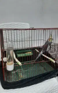 طوطی  عروس