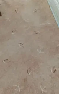 موکت پالاز ۹ متری