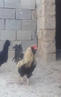 مرغ و خروس محلی
