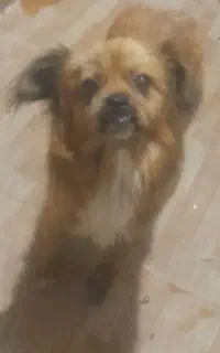 سگ میکس