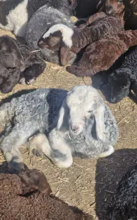 نیاز به چوپان