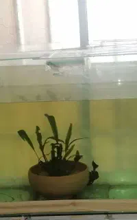 آکواریوم ماهی گوپی پمپ