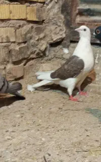 فقط معامله با قوره ای پلاکی ماده