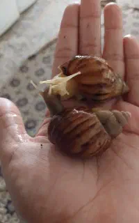 حلزون