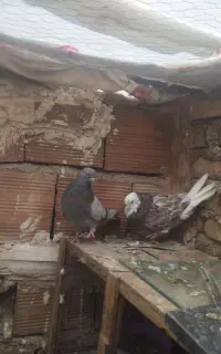 تعدادچند جفت کفتر  دهن جور پرشی به شرط زمینی هوایی