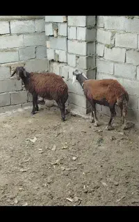 طوقلی قزل افشاری چاق