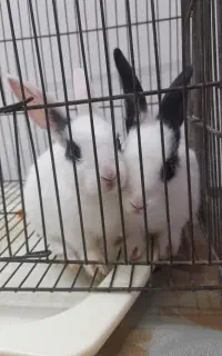 خرگوش