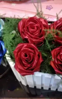 گل رز