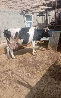 گاو هلشتاین