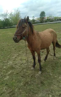 اسب نریان معاوضه