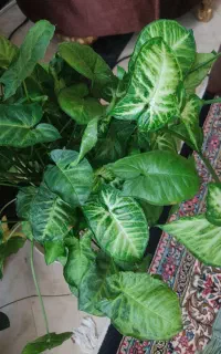 گل طبیعی با گلدان سرامیکی و پلاستیکی
