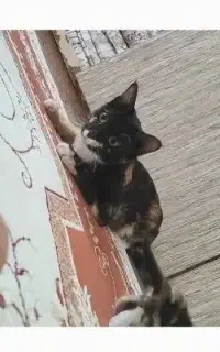 ۲ عدد بچه گربه دوتاشم دختر هستن