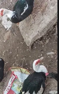 اردک اسراعیلی یاشمالی