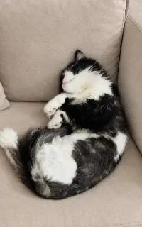 گربه پرشین با مزه