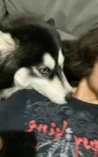 سگ هاسکی نر