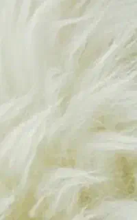 پشم گوسفند تمیز وشسته شده