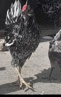 مرغ‌خروس‌گلین