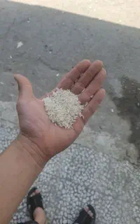 برنج تازه هاشمی درجه ۱ ۳۷۰ برنج  کهنه ۳۴۵ تمامی
