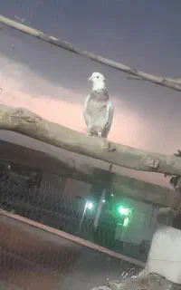 کفتر گرو