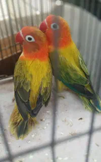 کوتوله برزیلی