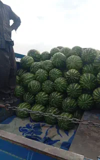 هندوانه