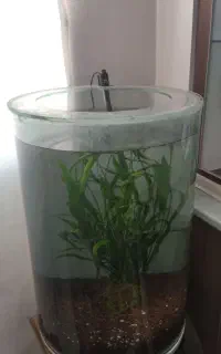اگواریوم