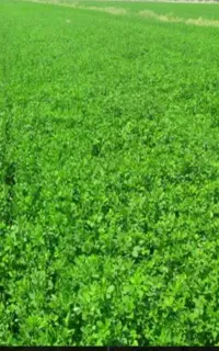 فروش یونجه باکیفیت چین اول