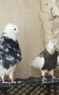 طوقی