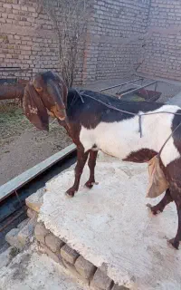 بز شیرا