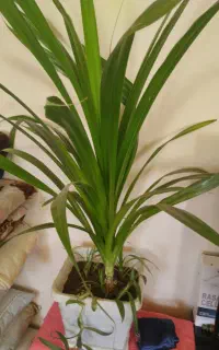 گل طبیعی