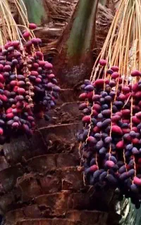خرما ارگ جدید