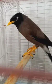 مرغ مینا