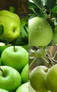 عرضه نهال گلدانی
