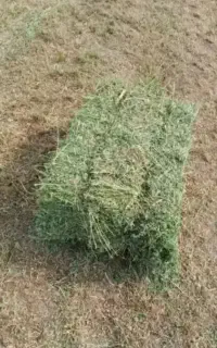 گیاه پرس .