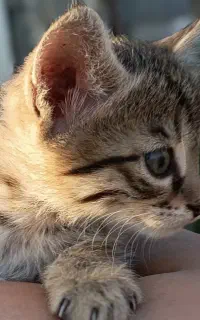 گربه