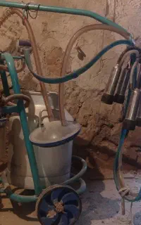 شیر دوش گاو