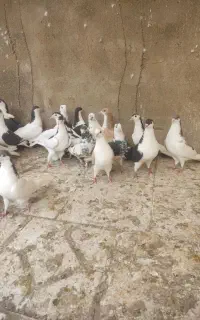 کبوتر