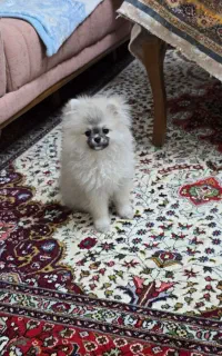 پامر خرسی طوسی