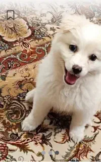 سگ اشپیتز ژاپنی