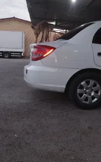 ریو سفید مدل 88