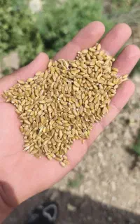 خرید فروش گندم جو