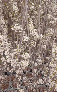 نهال سبزقم انواع درخت میوه  نهالستان شناسنامه دار