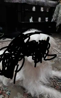 سگ پیدا شده