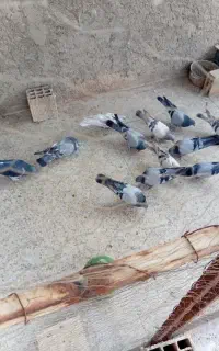 کبوتر صداکن خوراسگان
