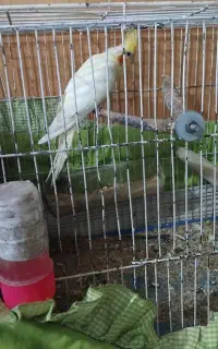 عروس پاریس جفت